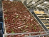 Cherries entering the packing line for soring.