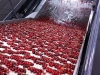 Cherries flow cushioned in water and cooled belts down the pack line.